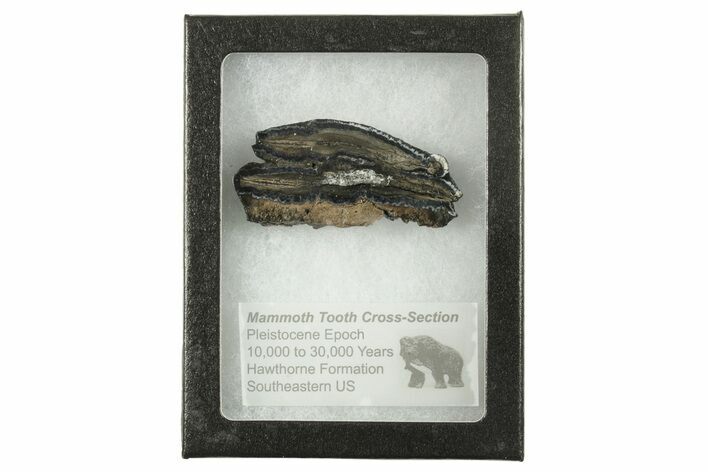 Mammoth Molar Slice With Case - South Carolina #291234